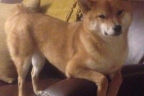 爱游戏登录-【球员采访】明星选手的赛季心路历程，明星选拔赛