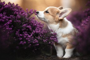 爱游戏综合娱乐-《幕后故事：知名选手的专属训练秘笈》，幕后成员