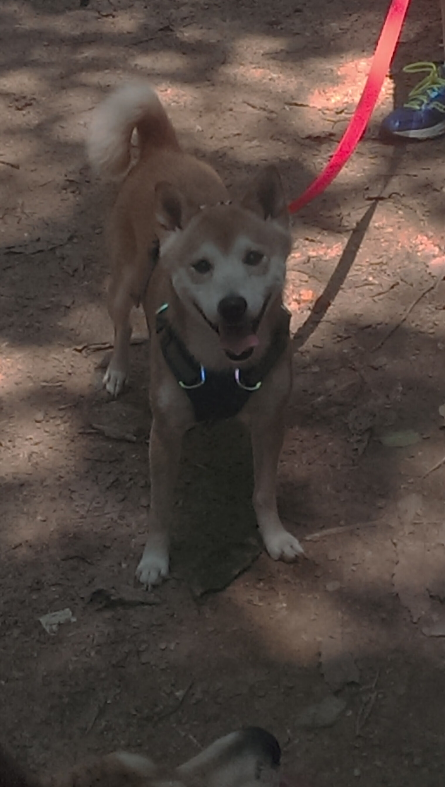 _NBA总决赛：湖人队与凯尔特人队的巅峰对决_，总决赛湖人vs凯尔特人视频