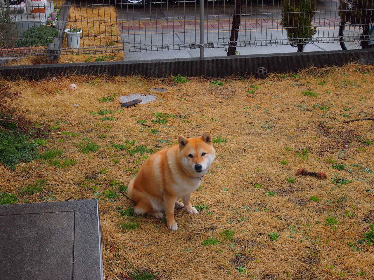 _街头篮球嘉年华：都市青春的热血节日_，街头篮球2020春节活动