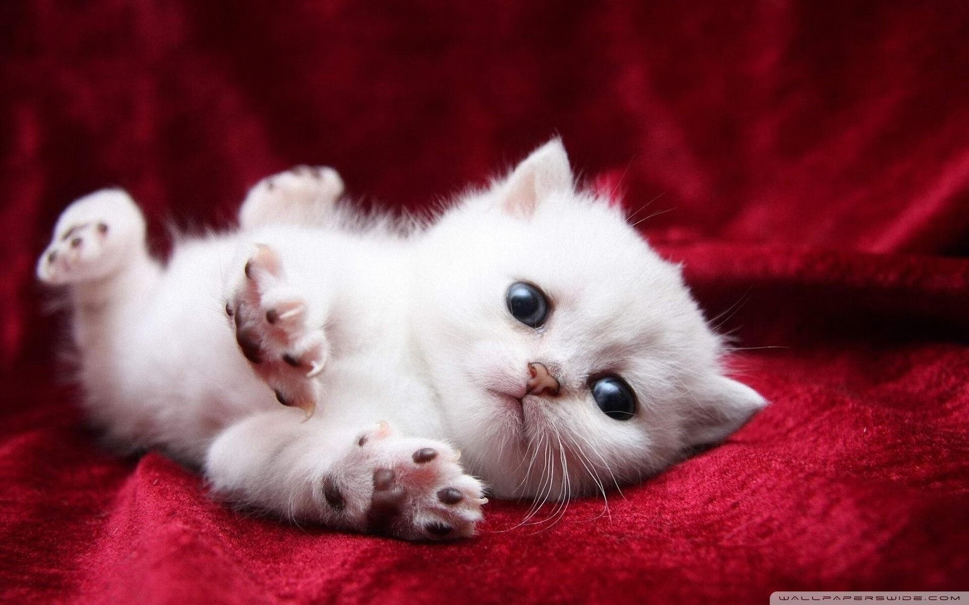 “白热化追逐战，夺冠单位百花齐放，悬念依旧”，白热化阶段了是什么意思